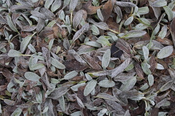leaves background