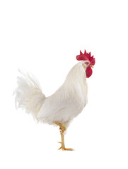 walking rooster isolated on white background