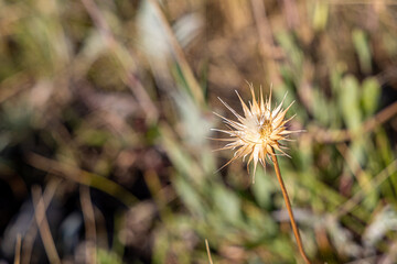 One dry yellow carlina thistle head is on a beautiful blurred green background in field in summer