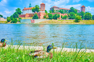 Wild ducks in Krakow, Poland - obrazy, fototapety, plakaty