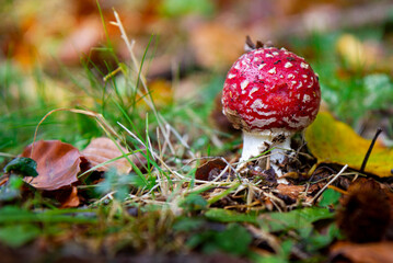 poisonous mushroom amanita mucaria in nature