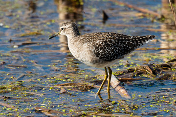 Chevalier sylvain, .Tringa glareola , Wood Sandpiper