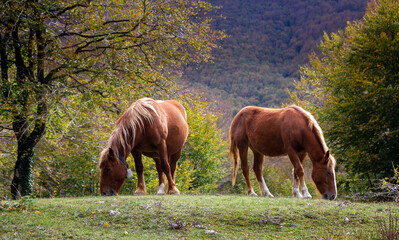 grazing horses in nature in matese park