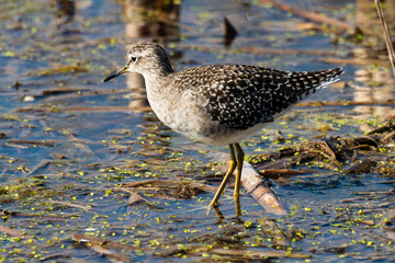 Chevalier sylvain, .Tringa glareola , Wood Sandpiper