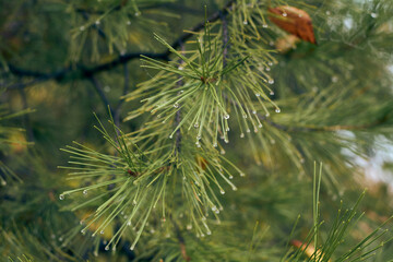 Pine leaves with water droplets on a rainy day