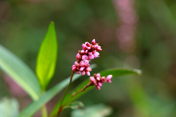 Flower of lady’s thumb or Persicaria maculosa plant