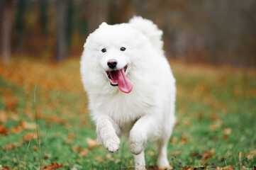 A Samoyed dog is running fast in the autumn park. White fluffy purebred dog shotted in a jump outdoors.