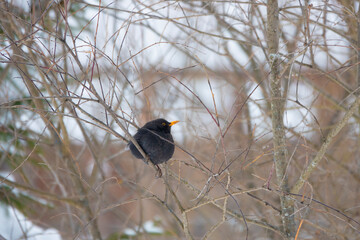 blackbird sitting on a tree branch on a white background