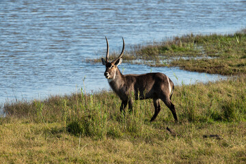 Cobe à croissant , Waterbuck,  Kobus ellipsiprymnus, Parc national du Pilanesberg, Afrique du Sud