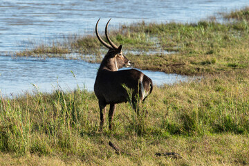 Cobe à croissant , Waterbuck,  Kobus ellipsiprymnus, Parc national du Pilanesberg, Afrique du Sud