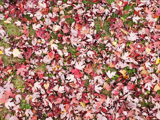 Red Fallen leaves in Autumn 