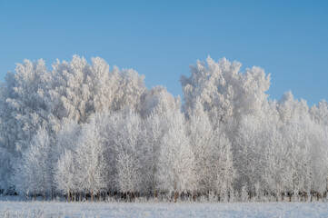 snow covered trees in winter