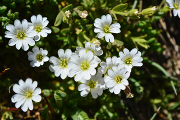 Fototapeta premium white flowers in the garden