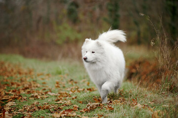 A Samoyed dog is walking in the autumn park. White fluffy purebred dog outdoors.