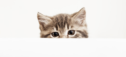 Kitten head peeking over blank white sign placard. Pet kitten curiously peeking behind white...