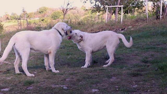 Two Young Akbas Dog Playing with Each Other