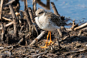chevalier combattant, Combattant varié, Philomachus pugnax
