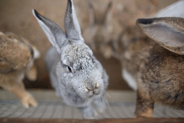 three muzzles of fluffy gray rabbits in a cage in a zoo