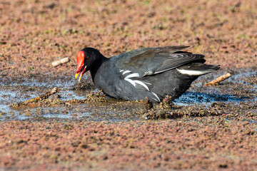 Gallinule poule d'eau,.Gallinula chloropus, Common Moorhen