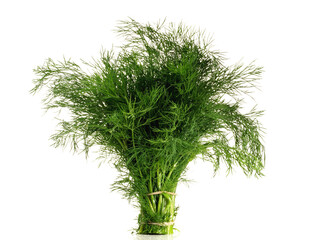 Fresh Dill Bundle on white Background Isolated