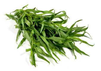 Fresh Tarragon on white Background Isolated