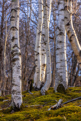 Birch tree trunks in sunset light in autumn time in the forest