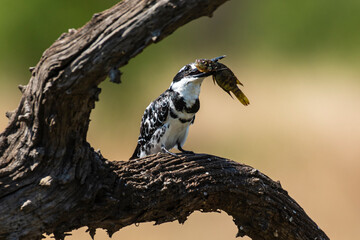 Martin pêcheur pie,.Ceryle rudis, Pied Kingfisher