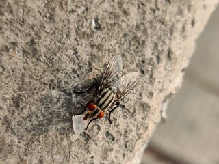 Matches insect