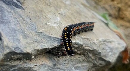 a caterpillar on a rock