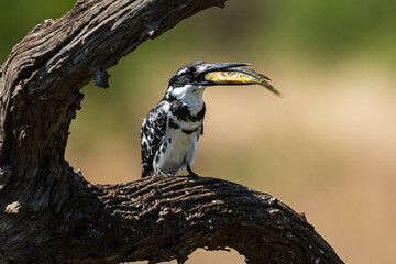 Martin pêcheur pie,.Ceryle rudis, Pied Kingfisher