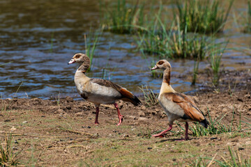 Ouette d'Égypte,. Alopochen aegyptiaca, Egyptian Goose, Parc national Kruger, Afrique du Sud