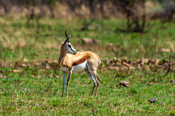 Springbok, Antidorcas marsupialis, Afrique du Sud
