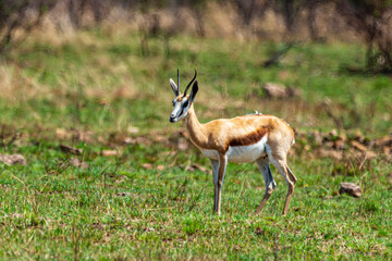Springbok, Antidorcas marsupialis, Afrique du Sud