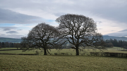 trees in the field
