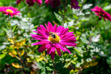 One vivid pink Chrysanthemum x morifolium flower in a garden in a sunny autumn day, beautiful colorful outdoor background photographed with soft focus.