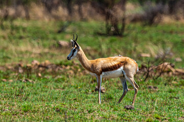 Springbok, Antidorcas marsupialis, Afrique du Sud