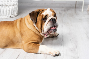 An English Bulldog is lying with its mouth open on a white background. The English Bulldog is a purebred dog with a pedigree. The breed of dog belongs to the moloss group.