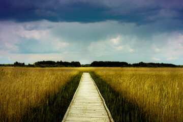 Boardwalk pathway in the middle of grassland. Grass and reeds on sides. Stormy rainy sky with dark blue and purple clouds.