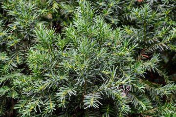 Close up of many green leaves of fir coniferous tree in a sunny summer garden, beautiful outdoor monochrome background.