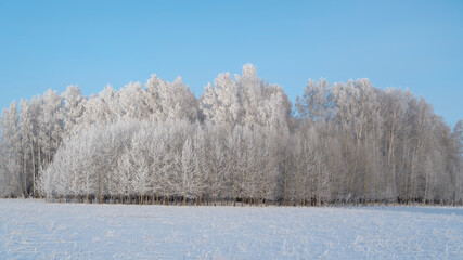 snow covered trees