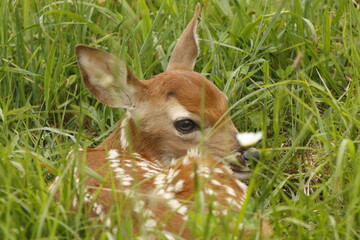 Retrato acercamiento a ciervo venado salvaje en verano