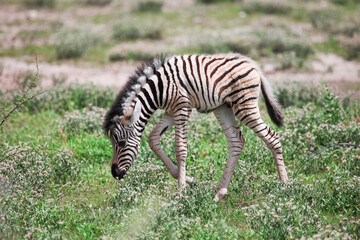 Fototapeta na wymiar Zebra cub