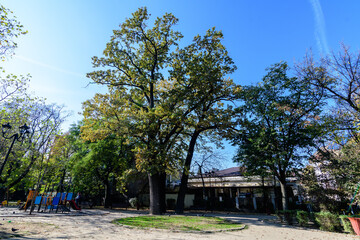 Landscape with large green and yellow trees and clear blue sky in Gradina Icoanei (Icoanei Garden) in Bucharest, Romania, in a sunny autumn day.