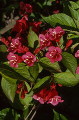 Weigelia, florida purpureis 'Bristol Ruby'