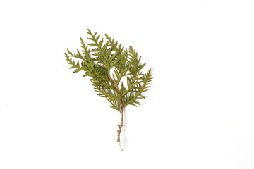 Branch of cypress or thuja on a white background. Postcard for Christmas. Copy space. The concept of minimalism and respect for nature