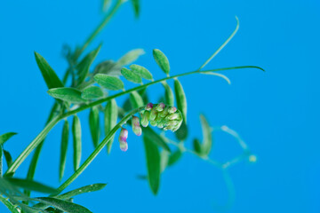 Tufted vetch or boreal vetch (Vicia cracca) plant on a blue background.