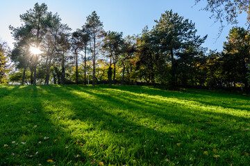 Landscape with green grass and sunlight through large trees in a sunny autumn day in Parcul Tineretului (Tineretului Park) in Bucharest, Romania .