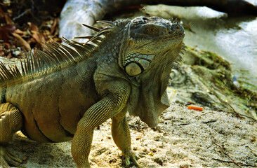 Portrait of iguana sitting on sand of beach near water, Belize, Central America