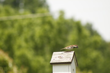 Pájaro parado sobre pajarera