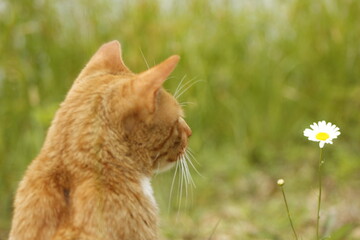 Retrato acercamiento a un gato de finca